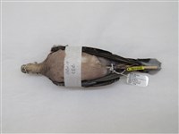藏品(金背鳩)的圖片